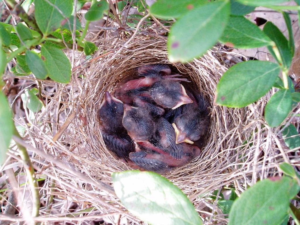 field sparrow nestlings - about 4 or 5 days old by michaelcobballen is licensed under CC BY-NC-SA 2.0.